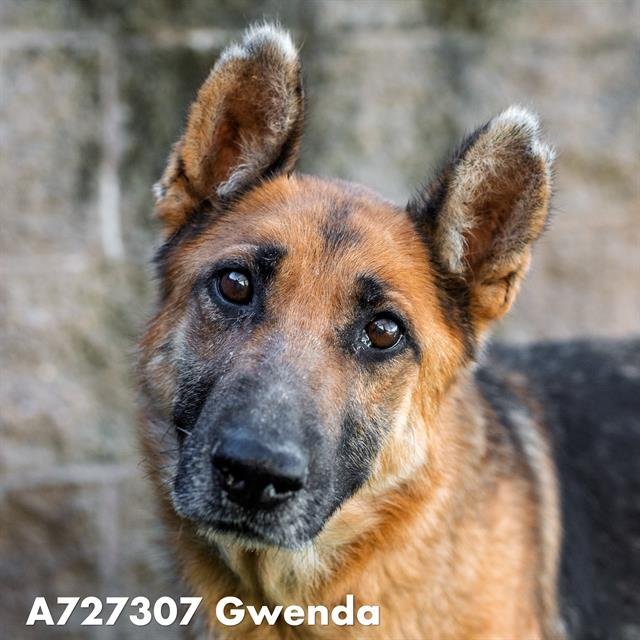 GWENDA - German Shepherd Dog available for adoption