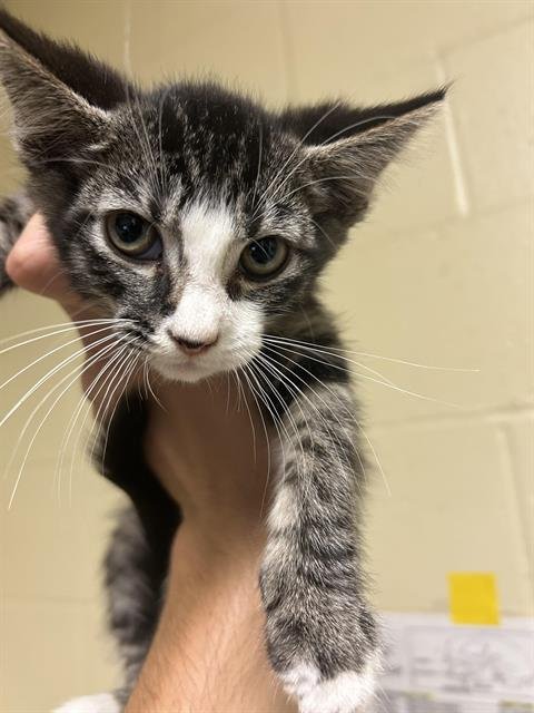 DANDELION - Domestic Short Hair for adoption in Sacramento