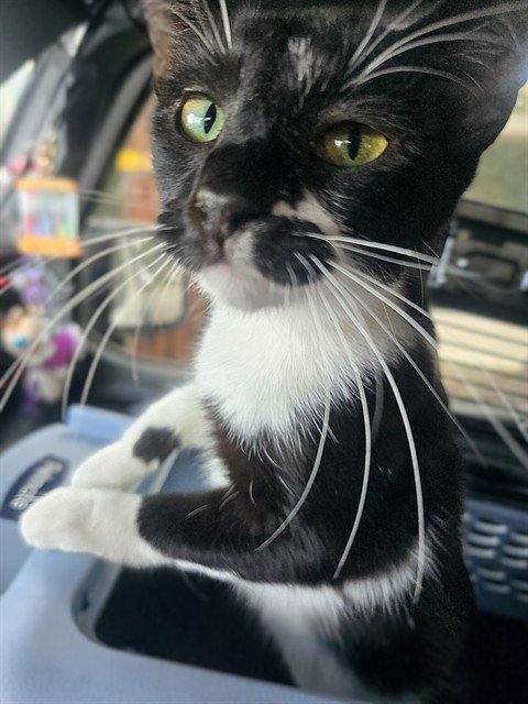 SWEAT PEA - Domestic Short Hair available for adoption
