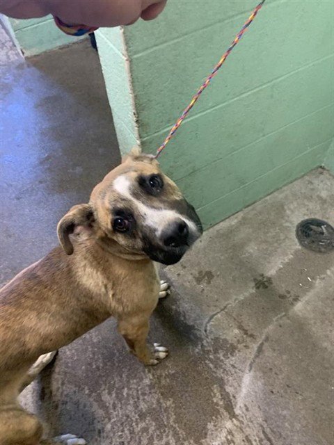 GIZMO - Pit Bull Terrier / German Shepherd Dog available for adoption