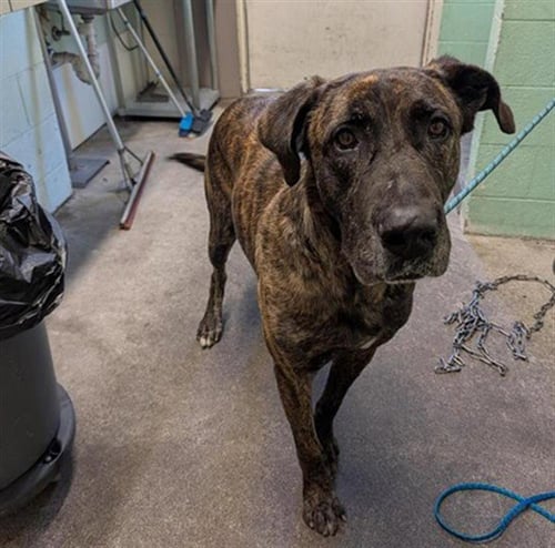 KYRO - Mastiff available for adoption