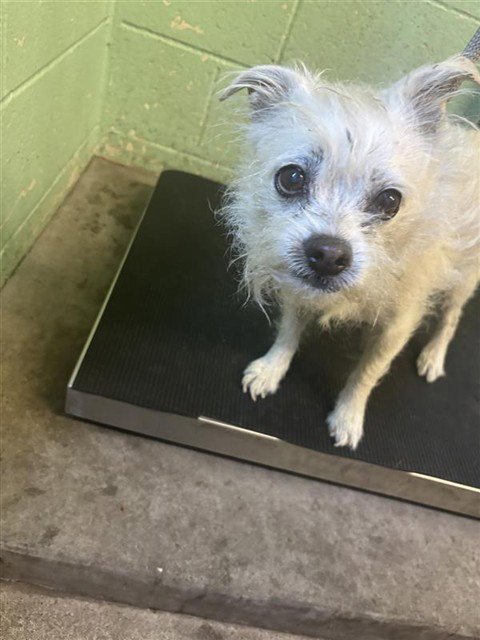 JOJO - Terrier available for adoption