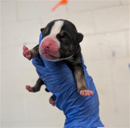 A737241 - Pit Bull Terrier available for adoption