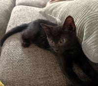 CHOCOCAT - Photo 1