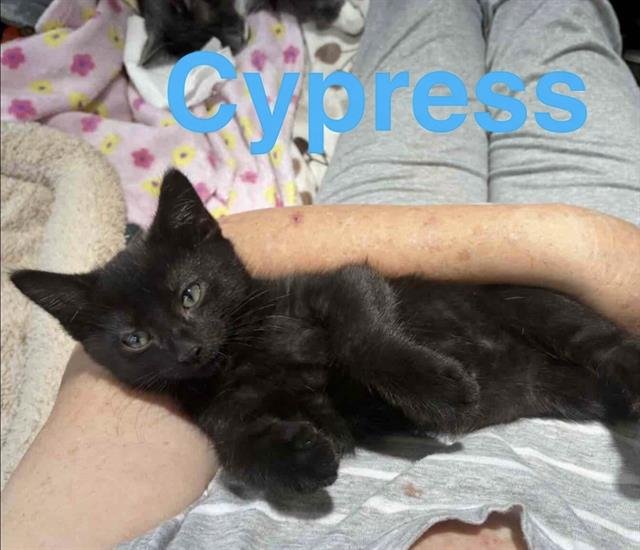 CYPRESS Image