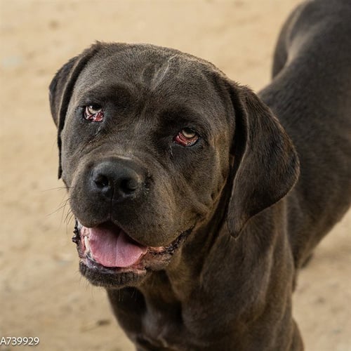 ROSIE - Cane Corso Mastiff available for adoption