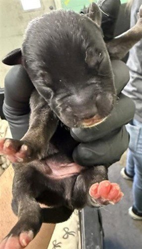DERBY - Siberian Husky for adoption in Roseville