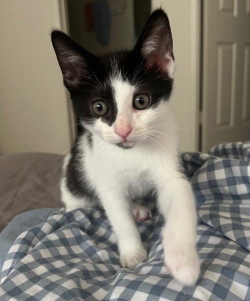 PEPPERCORN Image
