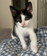 PEPPERCORN - Photo 1
