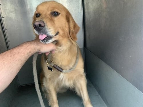 HARRIS - Golden Retriever available for adoption