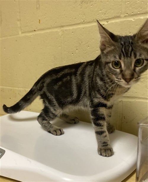 BELLA - Domestic Short Hair available for adoption