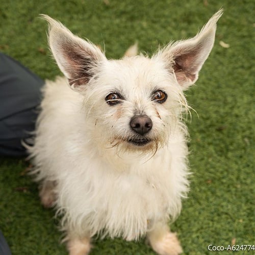 COCO - Terrier available for adoption