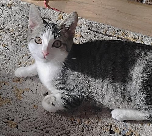 CHEERIO - Domestic Short Hair available for adoption