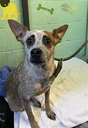 FLIP FLOPS - Australian Cattle Dog/Blue Heeler available for adoption