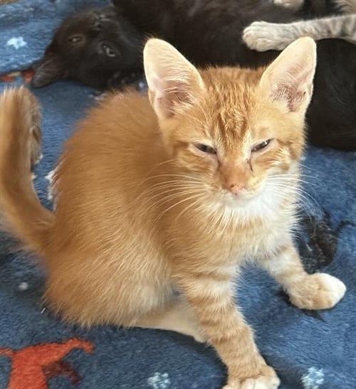 ALVIN - Domestic Short Hair available for adoption