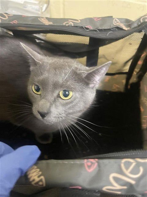 NIBBLES - Domestic Short Hair available for adoption