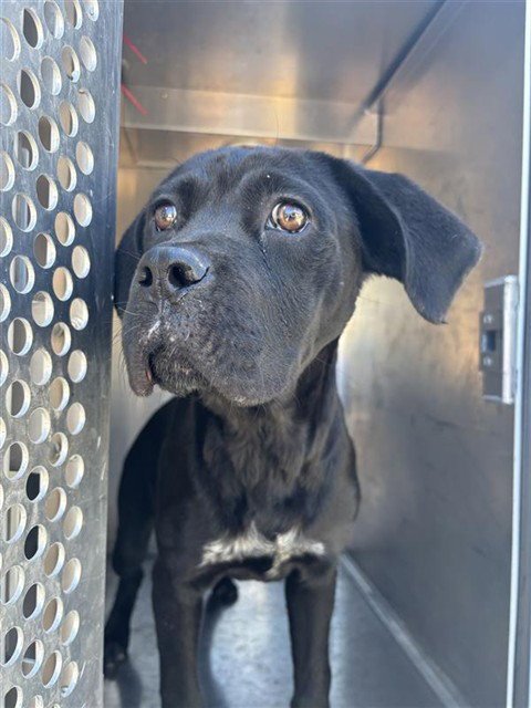 BANESSA - Cane Corso Mastiff available for adoption