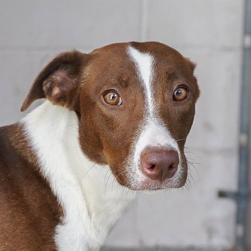 GRETTA - Border Collie available for adoption