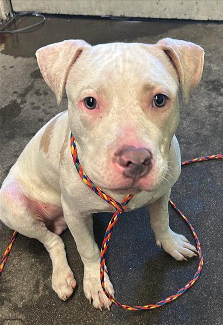 SNUGGLE BUDDY - Pit Bull Terrier available for adoption