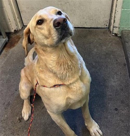 META - Labrador Retriever available for adoption