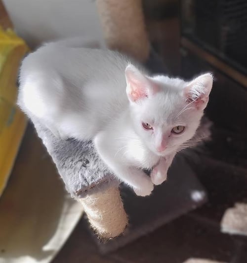 FROSTED FLAKES - Domestic Short Hair available for adoption