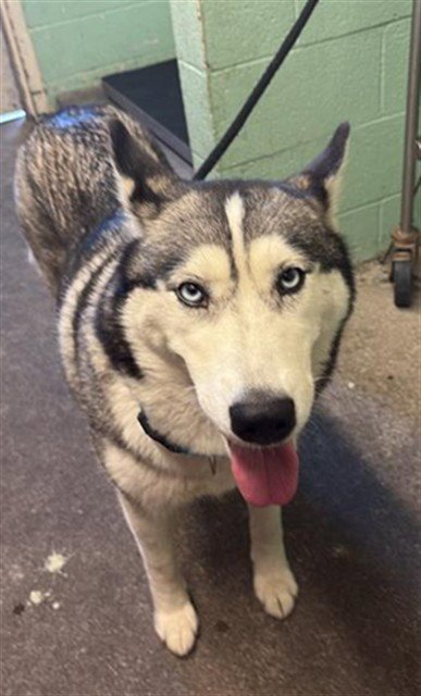 ATHENA - Siberian Husky available for adoption