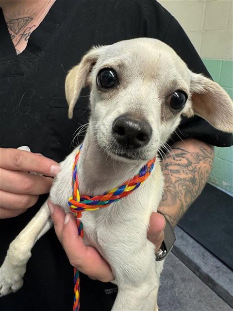A734974 - Chihuahua available for adoption