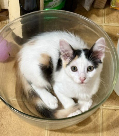 CALLIOPE - Domestic Short Hair available for adoption