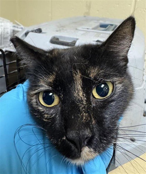 SOL - Domestic Short Hair available for adoption