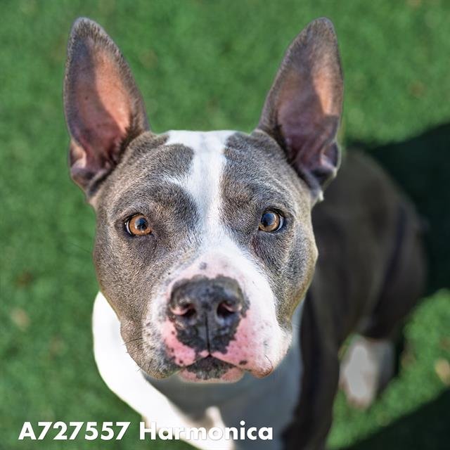 HARMONICA - Pit Bull Terrier available for adoption