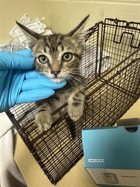 HAROLD - Domestic Short Hair for adoption in Sacramento