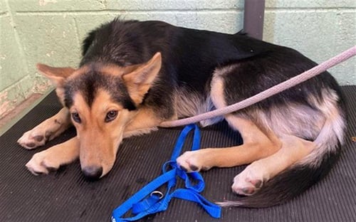 CHARLIE - German Shepherd Dog available for adoption
