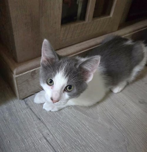 GRONK - Domestic Short Hair available for adoption