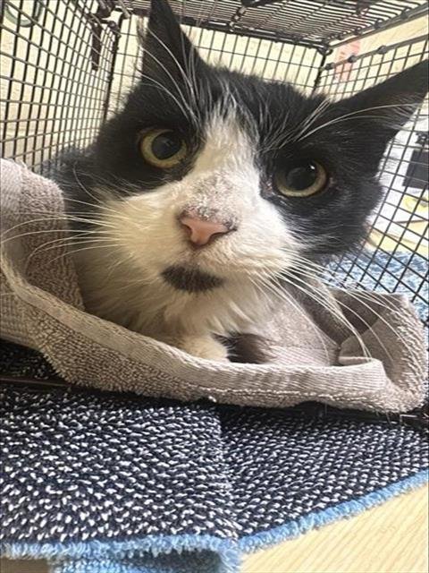 OOLONG - Domestic Long Hair available for adoption