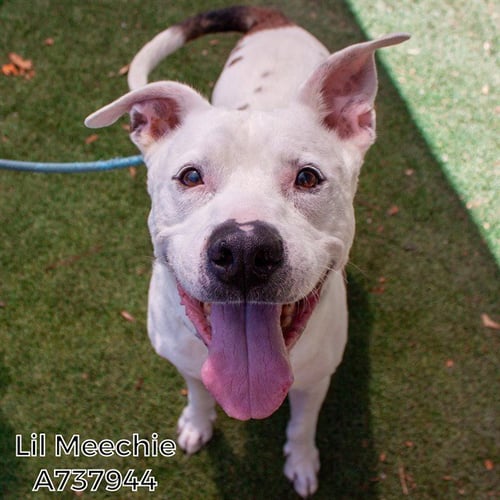 LIL MEECHIE - Pit Bull Terrier available for adoption