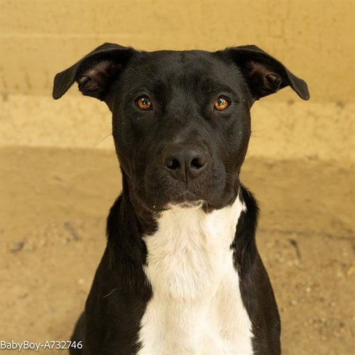 BABY BOY - Labrador Retriever available for adoption
