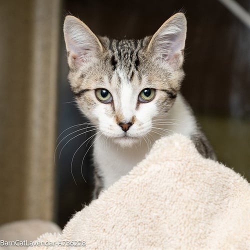 *BARN CAT* LAVENDER - Domestic Short Hair available for adoption
