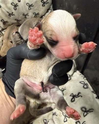 MOCHI BEAR Image