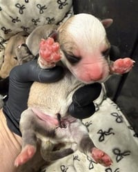 MOCHI BEAR - Photo 1