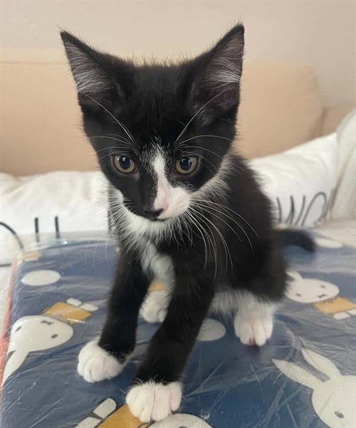 BA - Domestic Short Hair available for adoption