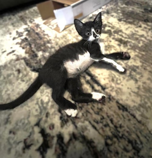 A738302 - Domestic Short Hair available for adoption