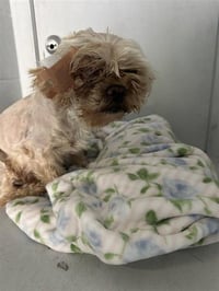 CHULA - Photo 1