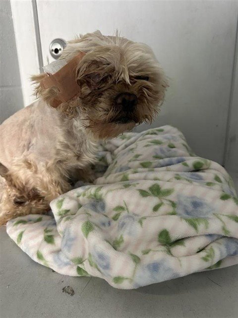 CHULA - Shih Tzu available for adoption