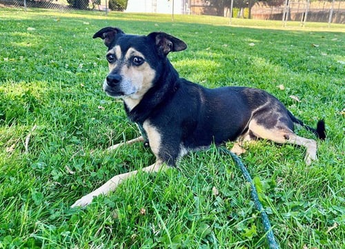 BAM BAM - Terrier available for adoption