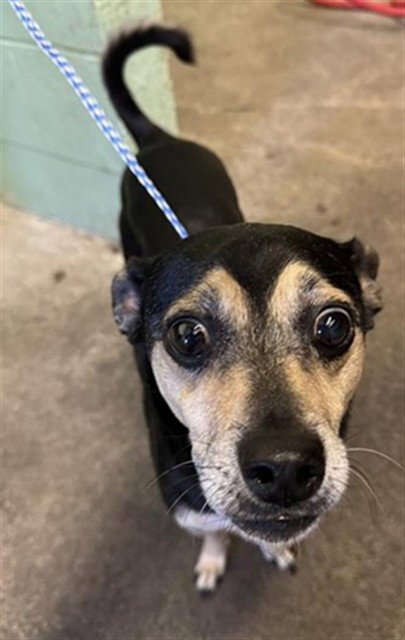 BAM BAM - Terrier available for adoption