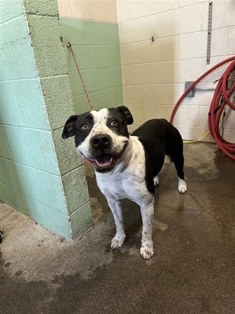 ROCKETTE - Pit Bull Terrier for adoption in Sacramento