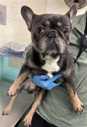 A729130 - French Bulldog available for adoption