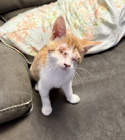 JACK - Domestic Short Hair available for adoption