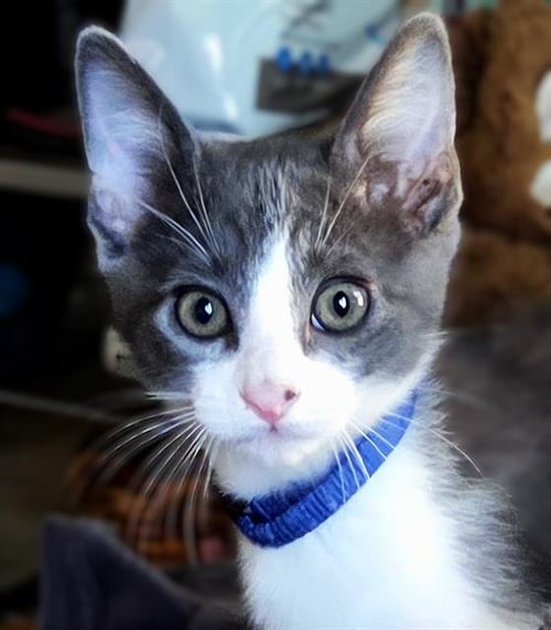 ELVIS - Domestic Short Hair available for adoption
