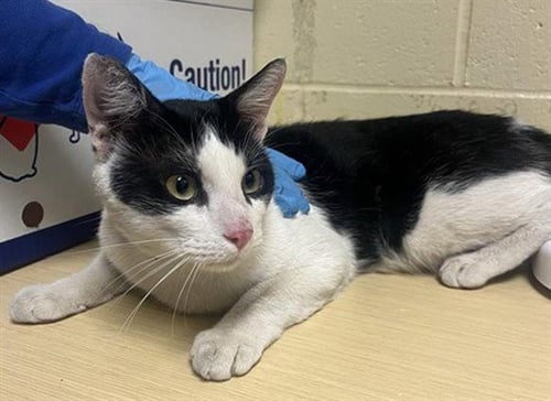 A740363 - Domestic Short Hair available for adoption